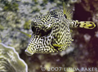 Scrawled Trunkfish: (Scrawled Cowfish/Smooth Trunkfish Hybrid). Photo by Linda Baker. Scrawled Trunkfish: (Scrawled Cowfish/Smooth Trunkfish Hybrid). Photo by Linda Baker.