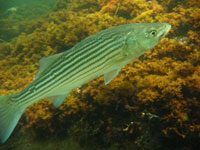 Striped Bass: Photo by James Guertin. Striped Bass: Photo by James Guertin.