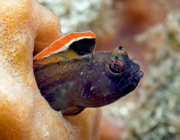 redbannerblenny
