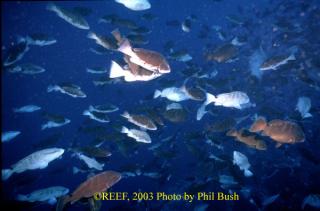 Showing the different spawning colorations seen in Nassau grouper. Photo by Phil Bush, click to view a larger version.