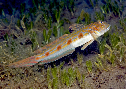 spotfingoby