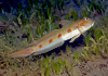 Spotfin Goby