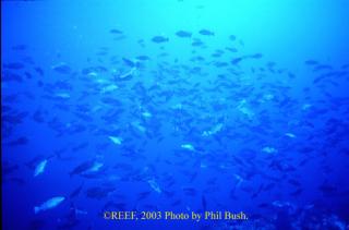 A wide-angle view of the aggregation in 2003. Photo by Phil Bush, click to view a larger version.