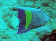 Yellowbar Angelfish: The yellowbar angelfish (Pomacanthus maculosus), should not be mistaken as an Arabian angelfish.  The location of the yellow marking  is farther back on the body and it lacks the blue wash seen on the Arabian's head.  This was taken in Pompano Beach by De