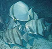 Batfish and spadefish: Introduced orbicular batfish (Platax orbicularis) (top) mingling with Caribbean-native Atlantic spadefish (below) on Molasses Reef, Florida Keys.  Photo by REEF member John Stuart.