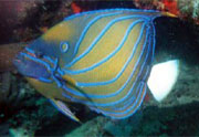 Bluering Angelfish: This bluering angelfish (Pomacanthus annularis) was documented on a reef  near Pompano Beach, Florida by Deborah Devers, Vone Research.