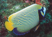 Emperor Angelfish: This emperor angelfish (Pomacanthus imperator) was documented in Florida by Jason McCullough.  Several additional sightings have been reported in the Pompano Beach area.