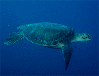 Green Sea Turtle (Honu)