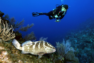 REEF Grouper Moon Volunteer, Brenda Hitt, surveys the Little Cayman Nassau grouper aggregation site.: Photo by Phil Bush.