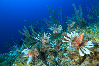 Indo-Pacific Lionfish cover a patch reef in the Bahamas.: Photo by Rich Carey.