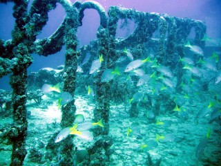 A school of blackfin snapper on the Spiegel Grove (taken in October 2006).: Photo by Mike Ryan/Horizon Divers.