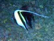 Moorish Idol: This moorish idol (Zanclus cornutus) was photographed on a wreck in Pompano Beach by Michael Barnette in the January 2001.