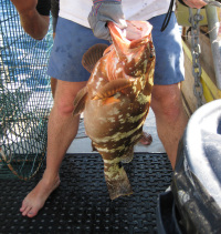 A Nassau grouper from Cayman Brac that will be acoustically tagged to better understand local reproductive behaviors.