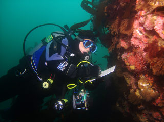 A volunteer conducts a REEF survey on a California rocky reef.: Photo by Pete Naylor