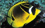 Racoon Butterflyfish: A racoon butterflyfish (Chaetodon lunula) has been sighted a few times on a reef in Boca Raton by a REEF surveyor. (this photo is not from Florida but is shown for identification)
