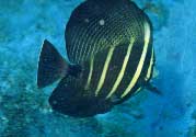 Sailfin Tang: A different species of sailfin tang (Z. veliferum).  Photo by Linda Ianniello, taken at San Remo Reef, Boca Raton.
