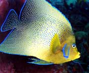 Semicircle Angelfish: The semicircle angelfish (Pomacanthus semicirculatus), also known as the Koran angelfish in the aquarium industry, was photographed by Linda Ianniello in Boca Raton, FL.
