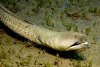 Snapper Snake Eel