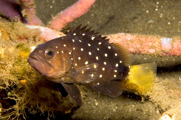snowygrouper