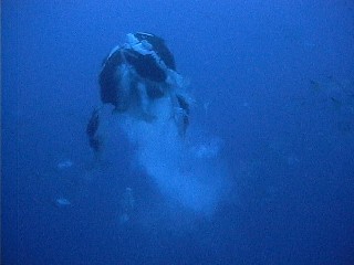 A large group of males and one female in a spawning release 7 days after the full moon.