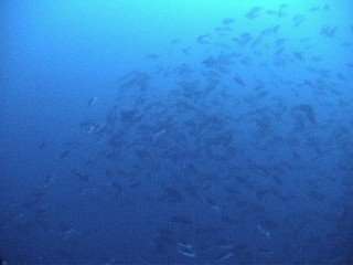 Nassau grouper aggregating to spawn on the West End of Little Cayman.