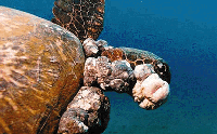 Turtle with FP tumors: Image courtesy of TurtleTrax