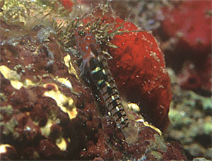 Vera Goby: One of the new species that the REEF group found during the training in Veracruz. Photo by Lad Akins.