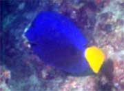 Yellowtail sailfish tang: This yellowtail sailfin tang (Zebrasoma xanthurum) was photographed by REEF member Peter Leahy in Boca Raton.  It can be distinguished from a transitioning blue tang (one between juvenile and adult) by the lack of the yellow spine.