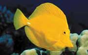 Yellow Tang: A yellow tang (Zebrasoma flavescens) has been sighted by REEF surveyors near Boyton Beach.  It can be distinguished from the juvenile phase of the Atlantic-native blue tang by the white spine (blue tang have a yellow spine at all phases of life).
