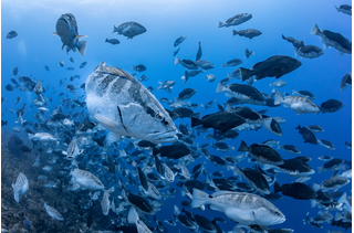 Nassau Grouper spawning aggregation on Little Cayman in 2020. Photo (c) Grouper Moon Project, by Tiago Peixoto