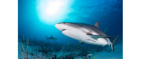 Field Survey Trip to Andros, Bahamas | Reef Environmental Education