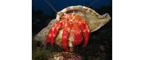 Eastern Atlantic & Mediterranean Invertebrates and Algae - Part 1 ...