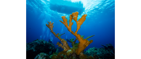 Saba Field Survey Trip | Reef Environmental Education Foundation