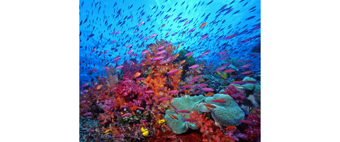 reef humann