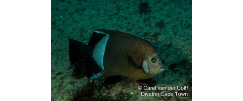 if  txs4w  インディアンフィッシュ western Indian Ocean - List of fishes - Fishipedia
