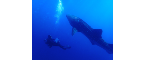 Chuck and a Whale Shark Chuck and a Whale Shark