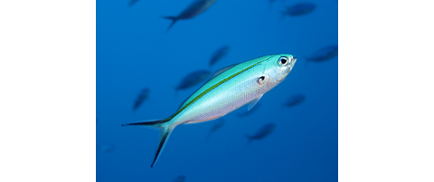 Fishinar - Fishes of Micronesia | Reef Environmental Education Foundation