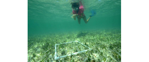 seagrass marinelab