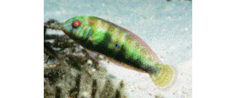 Green Razorfish | Reef Environmental Education Foundation