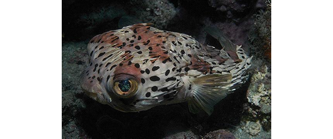 Balloonfish, Balloonfish | Reef Environmental Education Foundation