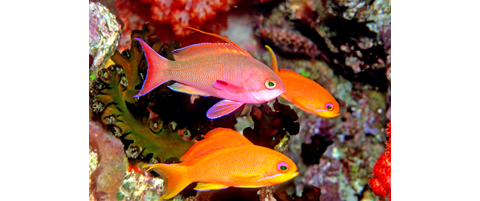 Scalefin Anthias | Reef Environmental Education Foundation
