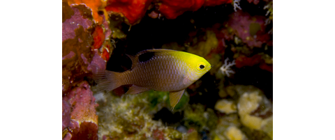 Talbot Fish Damselfish-Talbot's Demoiselle Chrysiptera talboti.jpg | Reef ...