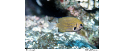 Agile Chromis, Agile Chromis Reef Environmental Education Foundation