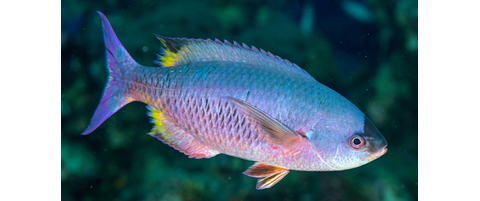 Tobago Field Survey Trip | Reef Environmental Education Foundation