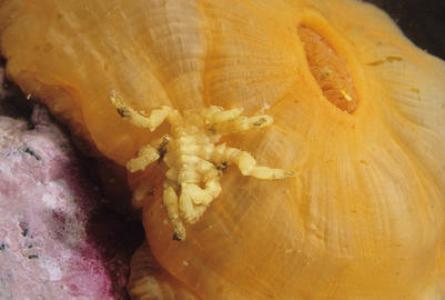 Anemone Sea Spider