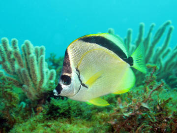 Barberfish