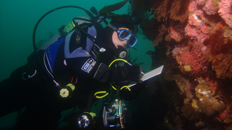 A scuba diver in front of a wall covered in pink soft coral, writing on an underwater slate. 