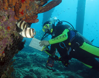 REEF surveyor under a pier