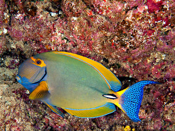 Eye Stripe Surgeonfish - photo by Jeff Haines