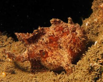 Ocellated Frogfish